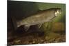 Eastern Brook Trout Swimming-null-Mounted Photographic Print