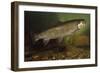 Eastern Brook Trout Swimming-null-Framed Photographic Print