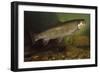 Eastern Brook Trout Swimming-null-Framed Photographic Print