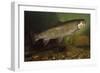 Eastern Brook Trout Swimming-null-Framed Photographic Print