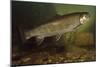 Eastern Brook Trout Swimming-null-Mounted Photographic Print