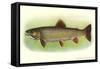 Eastern Brook Trout-null-Framed Stretched Canvas