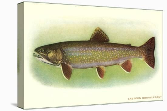 Eastern Brook Trout-null-Stretched Canvas