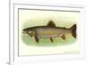 Eastern Brook Trout-null-Framed Premium Giclee Print