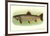 Eastern Brook Trout-null-Framed Premium Giclee Print