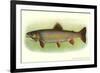 Eastern Brook Trout-null-Framed Premium Giclee Print