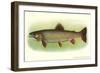 Eastern Brook Trout-null-Framed Art Print