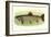 Eastern Brook Trout-null-Framed Art Print