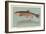 Eastern Brook Trout-null-Framed Art Print