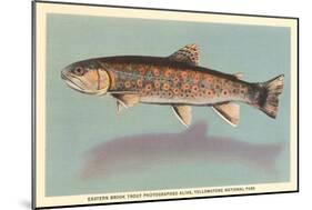 Eastern Brook Trout-null-Mounted Art Print