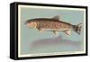 Eastern Brook Trout-null-Framed Stretched Canvas