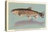 Eastern Brook Trout-null-Stretched Canvas