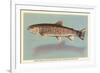 Eastern Brook Trout-null-Framed Art Print