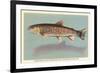 Eastern Brook Trout-null-Framed Art Print