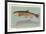 Eastern Brook Trout-null-Framed Art Print