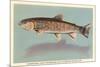 Eastern Brook Trout-null-Mounted Art Print