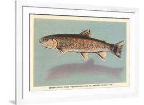 Eastern Brook Trout-null-Framed Premium Giclee Print