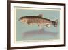 Eastern Brook Trout-null-Framed Premium Giclee Print
