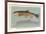 Eastern Brook Trout-null-Framed Premium Giclee Print