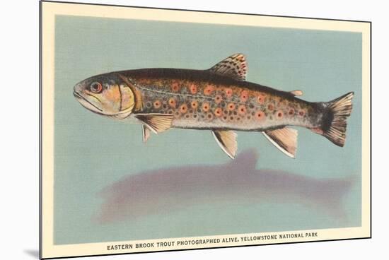 Eastern Brook Trout-null-Mounted Premium Giclee Print