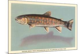 Eastern Brook Trout-null-Mounted Premium Giclee Print