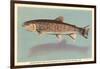 Eastern Brook Trout-null-Framed Art Print