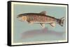 Eastern Brook Trout-null-Framed Stretched Canvas