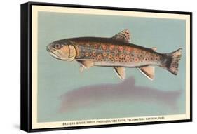 Eastern Brook Trout-null-Framed Stretched Canvas