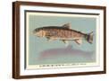 Brown Frame