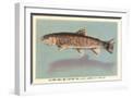 White Frame