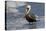 Eastern Brown Pelican (Pelecanus Occidentalis Carolinensis) Loafing at the Seashore, Gulf of Mexico-Lynn M^ Stone-Stretched Canvas