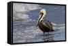 Eastern Brown Pelican (Pelecanus Occidentalis Carolinensis) Loafing at the Seashore, Gulf of Mexico-Lynn M^ Stone-Framed Stretched Canvas