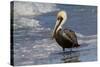 Eastern Brown Pelican (Pelecanus Occidentalis Carolinensis) Loafing at the Seashore, Gulf of Mexico-Lynn M^ Stone-Stretched Canvas