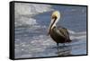 Eastern Brown Pelican (Pelecanus Occidentalis Carolinensis) Loafing at the Seashore, Gulf of Mexico-Lynn M^ Stone-Framed Stretched Canvas