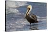 Eastern Brown Pelican (Pelecanus Occidentalis Carolinensis) Loafing at the Seashore, Gulf of Mexico-Lynn M^ Stone-Stretched Canvas