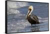 Eastern Brown Pelican (Pelecanus Occidentalis Carolinensis) Loafing at the Seashore, Gulf of Mexico-Lynn M^ Stone-Framed Stretched Canvas