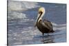 Eastern Brown Pelican (Pelecanus Occidentalis Carolinensis) Loafing at the Seashore, Gulf of Mexico-Lynn M^ Stone-Stretched Canvas