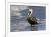 Eastern Brown Pelican (Pelecanus Occidentalis Carolinensis) Loafing at the Seashore, Gulf of Mexico-Lynn M^ Stone-Framed Photographic Print