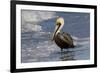 Eastern Brown Pelican (Pelecanus Occidentalis Carolinensis) Loafing at the Seashore, Gulf of Mexico-Lynn M^ Stone-Framed Photographic Print