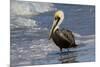 Eastern Brown Pelican (Pelecanus Occidentalis Carolinensis) Loafing at the Seashore, Gulf of Mexico-Lynn M^ Stone-Mounted Photographic Print