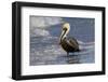 Eastern Brown Pelican (Pelecanus Occidentalis Carolinensis) Loafing at the Seashore, Gulf of Mexico-Lynn M^ Stone-Framed Photographic Print