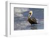 Eastern Brown Pelican (Pelecanus Occidentalis Carolinensis) Loafing at the Seashore, Gulf of Mexico-Lynn M^ Stone-Framed Photographic Print