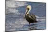 Eastern Brown Pelican (Pelecanus Occidentalis Carolinensis) Loafing at the Seashore, Gulf of Mexico-Lynn M^ Stone-Mounted Photographic Print