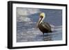 Eastern Brown Pelican (Pelecanus Occidentalis Carolinensis) Loafing at the Seashore, Gulf of Mexico-Lynn M^ Stone-Framed Photographic Print