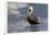 Eastern Brown Pelican (Pelecanus Occidentalis Carolinensis) Loafing at the Seashore, Gulf of Mexico-Lynn M^ Stone-Framed Photographic Print