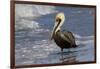 Eastern Brown Pelican (Pelecanus Occidentalis Carolinensis) Loafing at the Seashore, Gulf of Mexico-Lynn M^ Stone-Framed Photographic Print