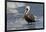 Eastern Brown Pelican (Pelecanus Occidentalis Carolinensis) Loafing at the Seashore, Gulf of Mexico-Lynn M^ Stone-Framed Photographic Print