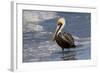 Eastern Brown Pelican (Pelecanus Occidentalis Carolinensis) Loafing at the Seashore, Gulf of Mexico-Lynn M^ Stone-Framed Photographic Print