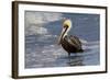 Eastern Brown Pelican (Pelecanus Occidentalis Carolinensis) Loafing at the Seashore, Gulf of Mexico-Lynn M^ Stone-Framed Photographic Print