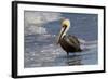 Eastern Brown Pelican (Pelecanus Occidentalis Carolinensis) Loafing at the Seashore, Gulf of Mexico-Lynn M^ Stone-Framed Photographic Print